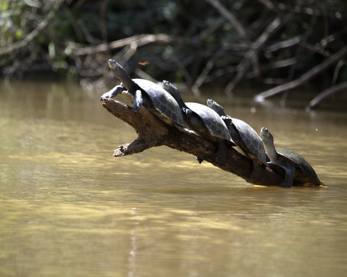 Four turtles lined up on a log sticking up out of the water