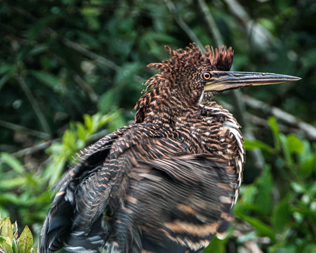 A stunning bird with russet white and black striped markings and the very long pointed beak of a heron ruffles its feathers