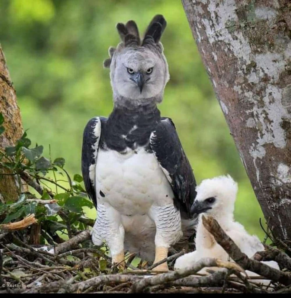 A Harpy Eagle perched on its nest with a chick, crest raised, in the Cuyabeno Amazon rainforest