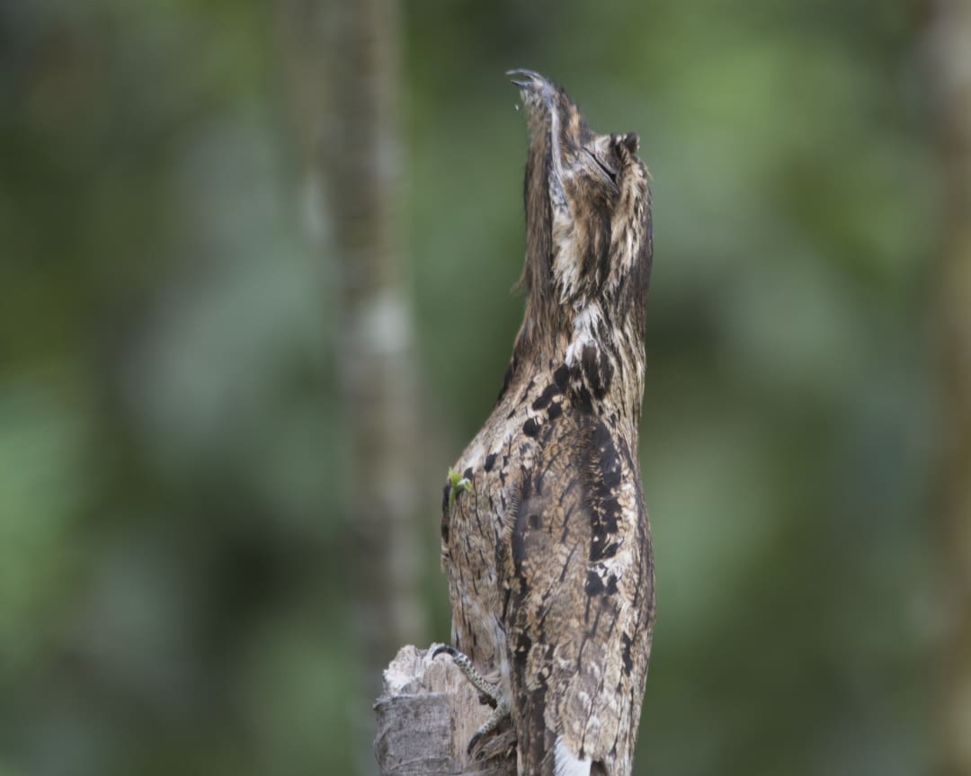 A common potoo looks like the top of a dead branch