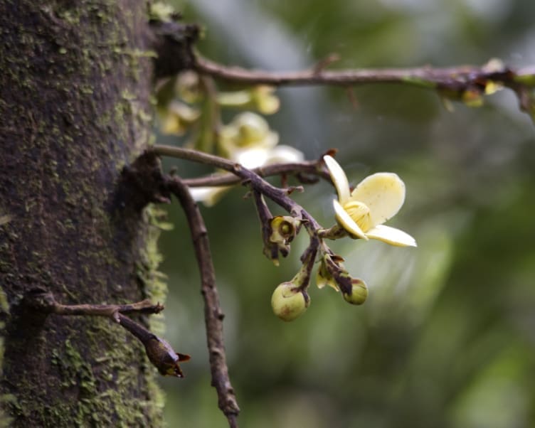 A four petaled creamy yellow flower at the end of a stubby branch