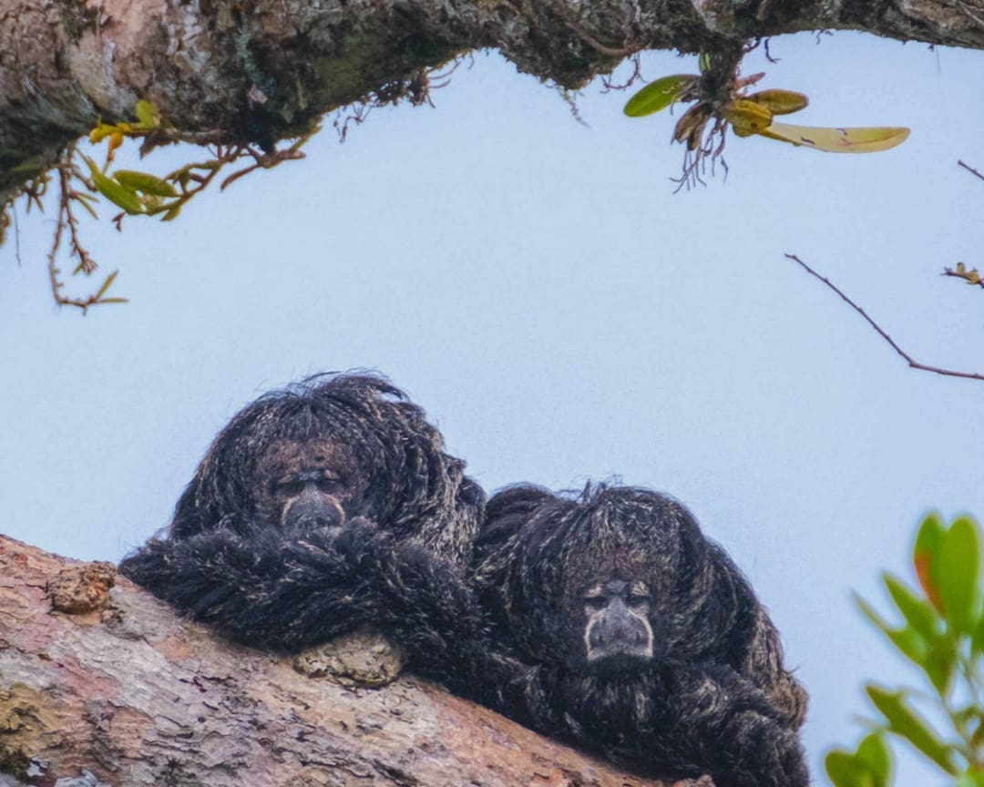 Two dark monkeys with matted woolly black fur crouch on a tree limb looking straight at the camera