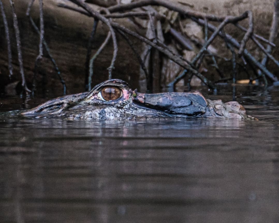 The head of a caiman sticks up out of the water its brown eye shining in the light