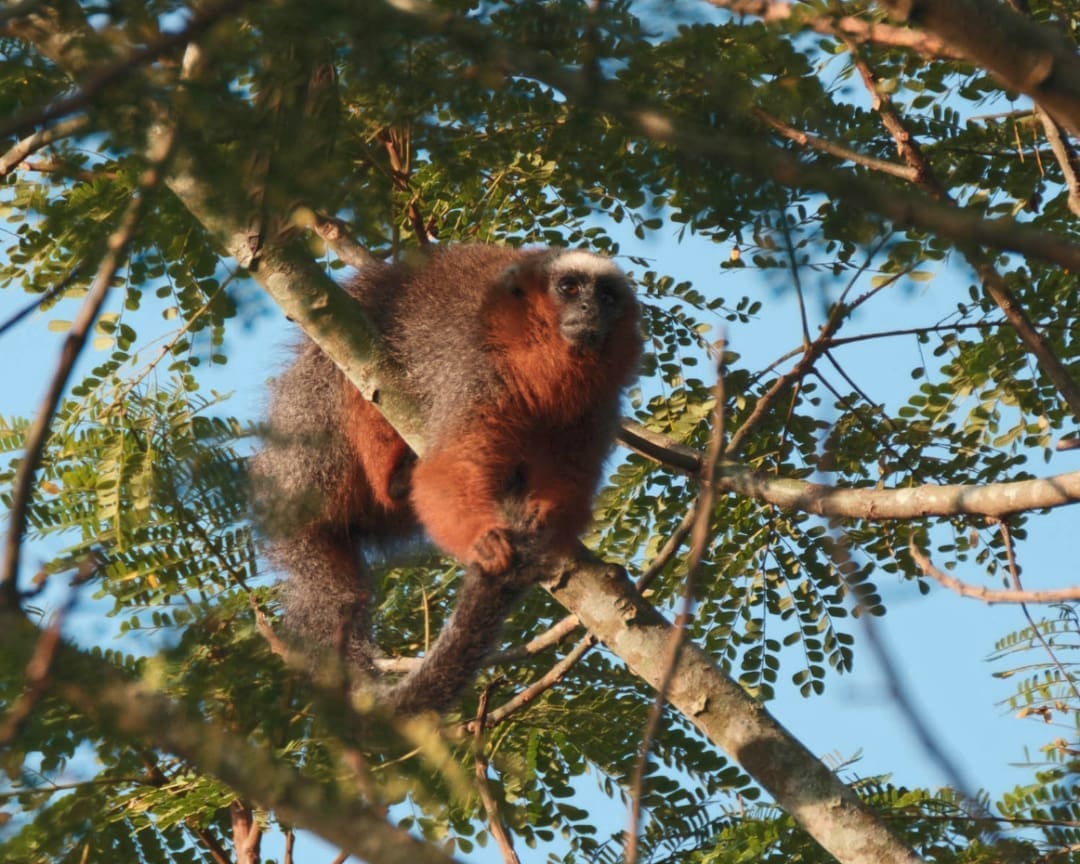 A russet red monkey with white brow grasps a branch overhead